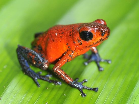 フォルトゥーナに泊まる！人気のリオセレステやエコテルマレス温泉を訪れる2泊3日ツアー＜混載／英語ガイド／ホテル込／食事付／サンホセ発＞