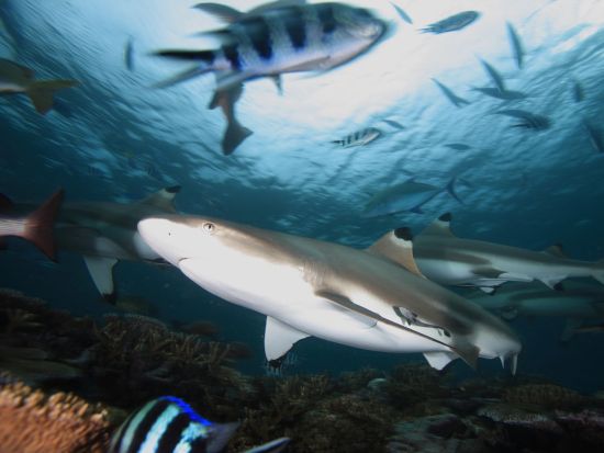 ファンダイビング　シャークダイビング＜ボート／2ダイブ／送迎付き＞by ベンガアドベンチャーダイバーズ