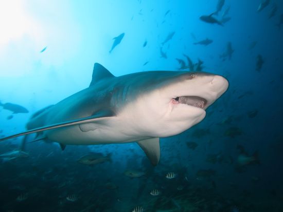 ファンダイビング　シャークダイビング＜ボート／2ダイブ／送迎付き＞by ベンガアドベンチャーダイバーズ