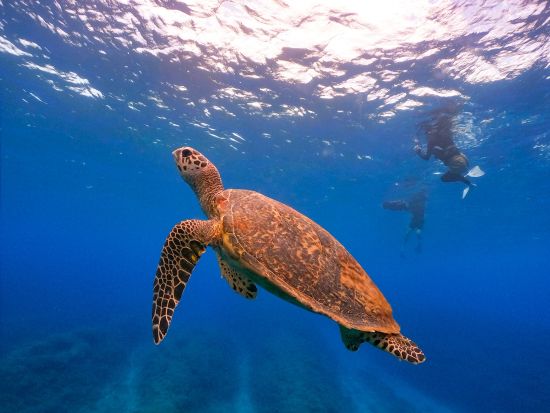 シュノーケリング体験 ウミガメ探索ツアー 透き通った美しい海でウミガメと一緒に泳ごう＜6歳から参加OK／写真・動画撮影サービス／恩納村＞