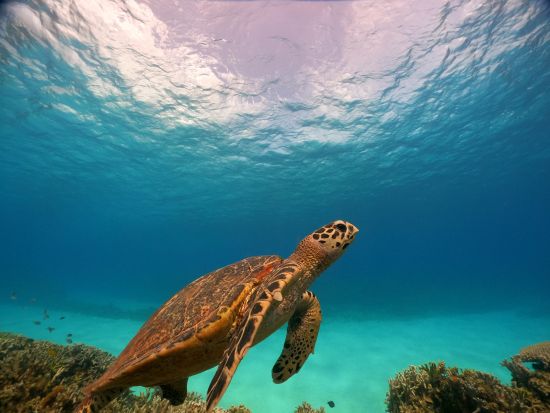 シュノーケリング体験 ウミガメ探索ツアー 透き通った美しい海でウミガメと一緒に泳ごう＜6歳から参加OK／写真・動画撮影サービス／恩納村＞