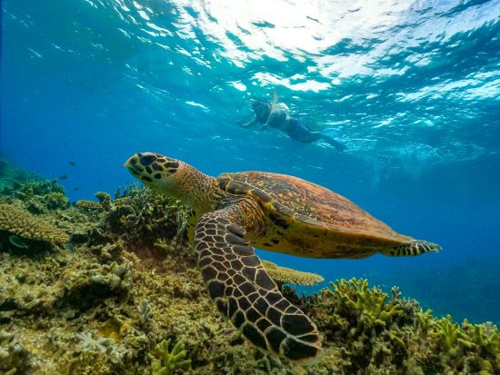 シュノーケリング体験 ウミガメ探索ツアー 透き通った美しい海でウミガメと一緒に泳ごう＜6歳から参加OK／写真・動画撮影サービス／恩納村＞