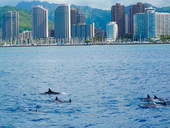 Waikiki_Dolphin