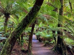 Maits Rest Rainforest