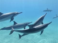 ハワイ イルカツアー | オアフ島(ホノルル) 旅行の観光・オプショナル