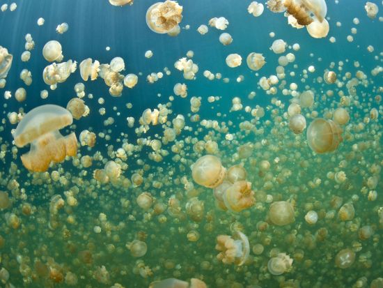 ジェリーフィッシュレイク＆ミルキーウェイ　無人島ビーチでシュノーケル体験つきの1日ツアー＜昼食付／送迎付き＞by IMPAC TOURS