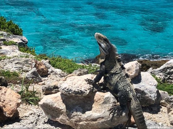 イスラムヘーレス島観光＋ドローン空撮ツアー！カンクン在住スタッフがローカルな街の魅力をご案内＜半日／混載／日本語ガイド／少人数制／カンクン発＞