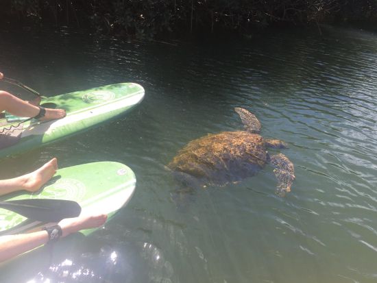 サンセットSUPツアー　ハレイワの穏やかな水上から夕日を堪能！＜2時間／英語ガイド＞by Rainbow Watersports