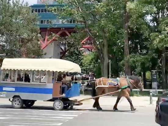 観光馬車「札幌まち馬車」 元ばんえい競馬の競走馬だいちゃんに乗って札幌市内をゆったり散策＜約30分／11月3日までの木～日曜・祝日／大通ビッセ発着＞ 