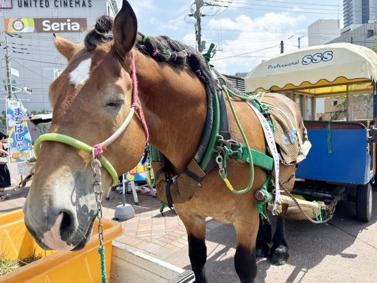観光馬車「札幌まち馬車」 元ばんえい競馬の競走馬だいちゃんに乗って札幌市内をゆったり散策＜約30分／11月3日までの木～日曜・祝日／大通ビッセ発着＞ 