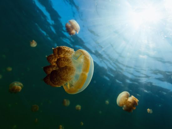 ジェリーフィッシュレイク＆ミルキーウェイ　シーカヤックとシュノーケル体験つきの1日ツアー＜昼食／送迎付き＞by IMPAC TOURS