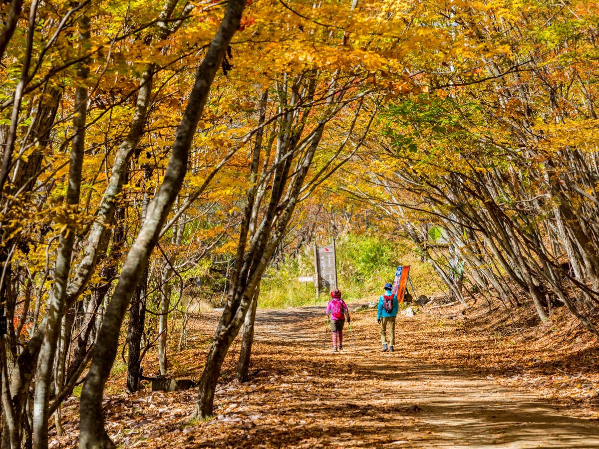 Valkyrie タワレコ特典 バクステージパス Valkyrie タワレコ特典 バクステージパス Valkyrie バックステージパス