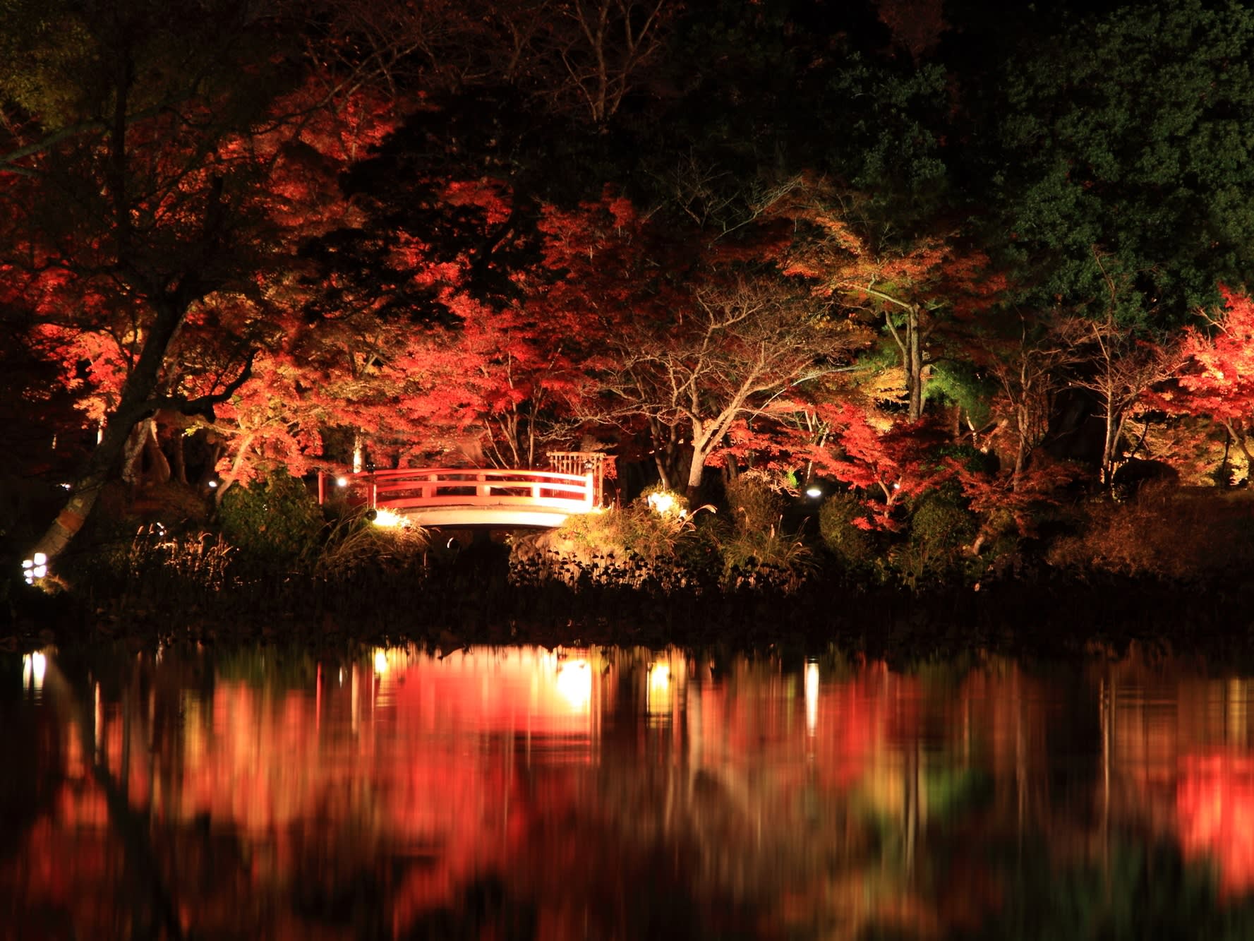 紅葉ライトアップバスツアー 世界遺産 仁和寺＋旧嵯峨御所大覚寺 大沢池 or 妙心寺塔頭  桂春院＜丹波牛ステーキの夕食付／京都駅発＞by京都定期観光バス | 京都の観光&遊び・体験・レジャー専門予約サイト VELTRA(ベルトラ)