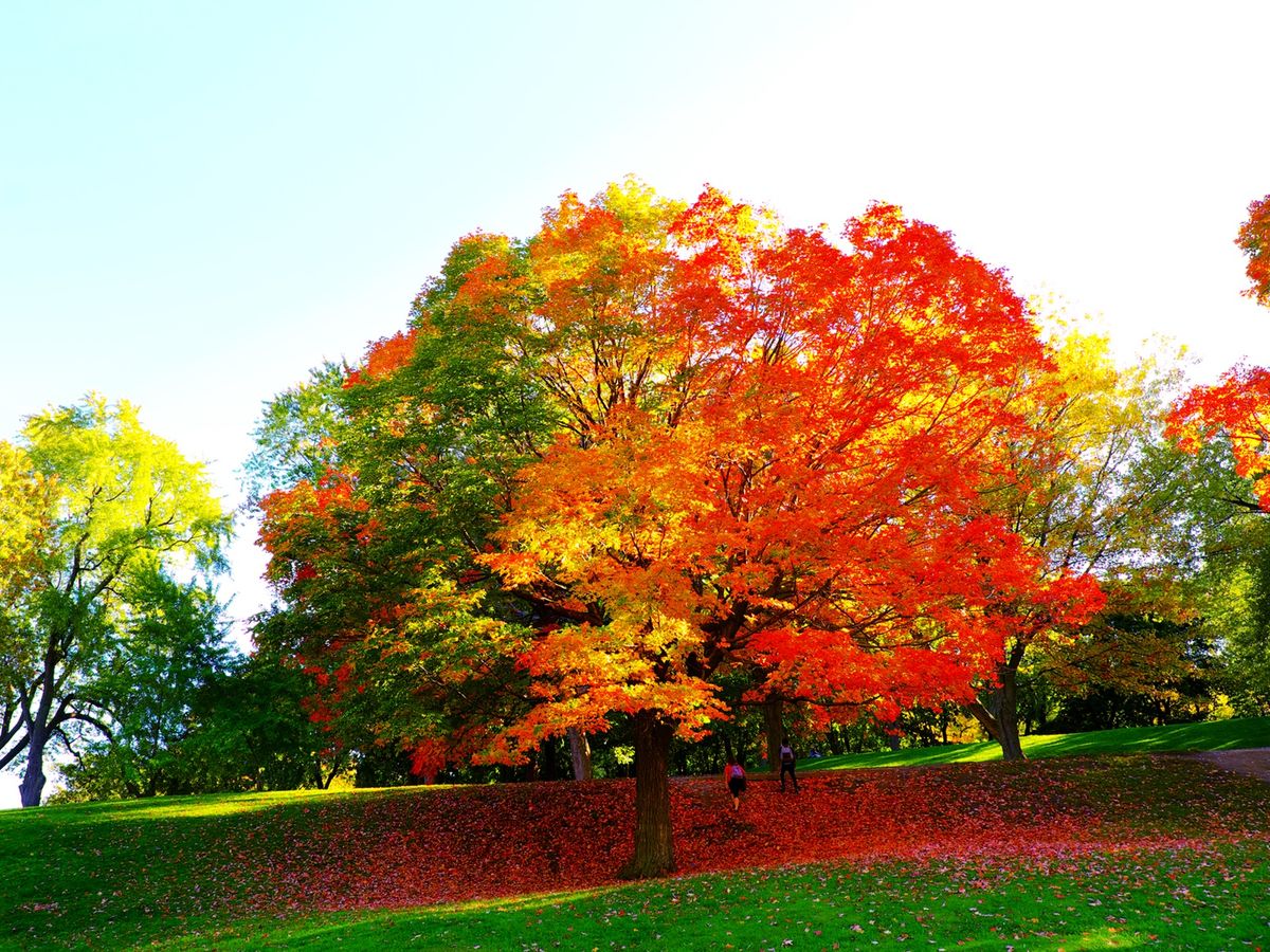カナダ紅葉特集 | カナダ 旅行の観光・オプショナルツアー予約 VELTRA