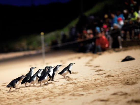 フィリップ島ペンギンパレード半日ツアー　効率的に島の美しい絶景と野生動物たちにも出会いに行こう＜午後発／英語ガイド＊日本語音声ガイドあり＞