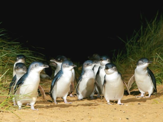 フィリップ島ペンギンパレード半日ツアー　効率的に島の美しい絶景と野生動物たちにも出会いに行こう＜午後発／英語ガイド＊日本語音声ガイドあり＞