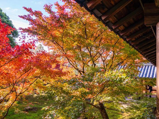 東福寺 通天橋の紅葉