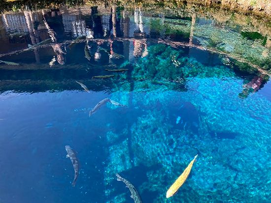 img_oshinohakkai_blue_735_480