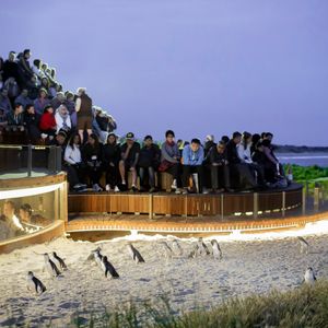 Penguins Plus