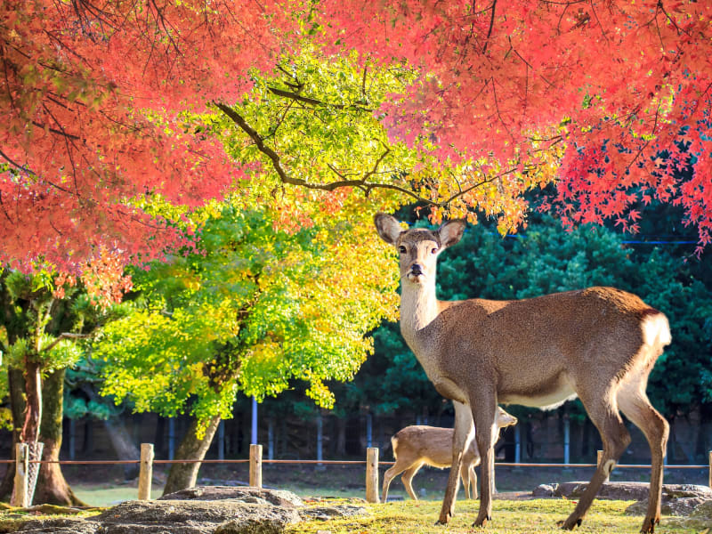 Japan_Nara_deer_shutterstock_260094737