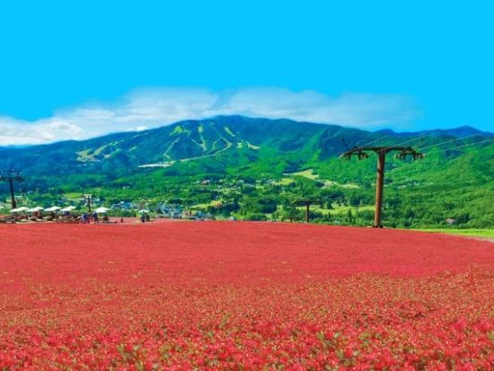 ひるがのピクニックガーデン 前売り入場チケット