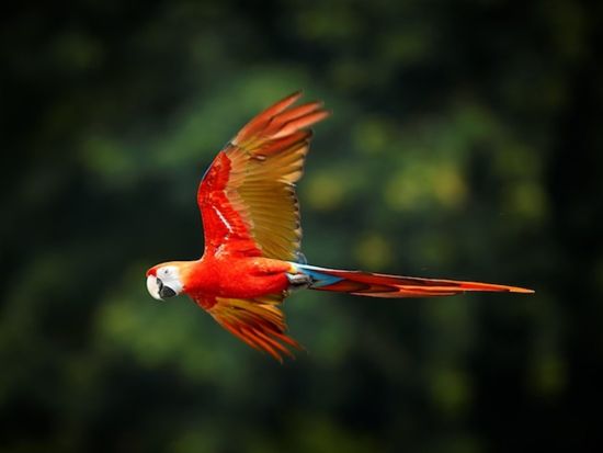 アマゾンツアー5泊6日！野生動物に出会えるジャングルと先住民族のコミュニティーへご案内＜貸切／英語ガイド／ホテル込み／食事付／キト発＞