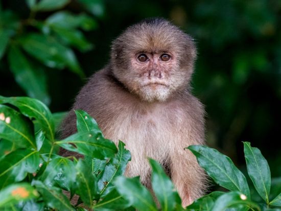 アマゾンツアー5泊6日！野生動物に出会えるジャングルと先住民族のコミュニティーへご案内＜貸切／英語ガイド／ホテル込み／食事付／キト発＞