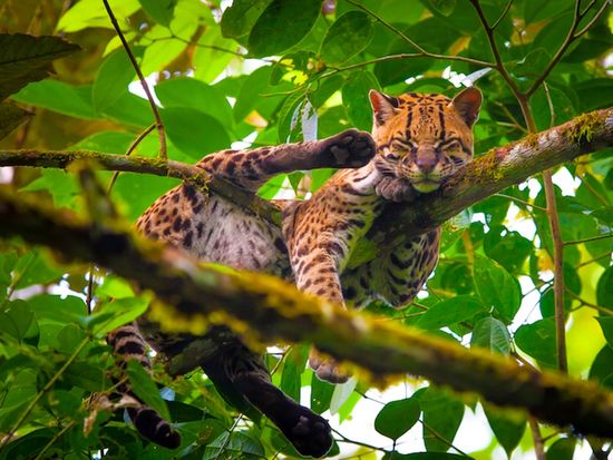 Wildcat 3, Oncilla (Leopardus tigrinus)