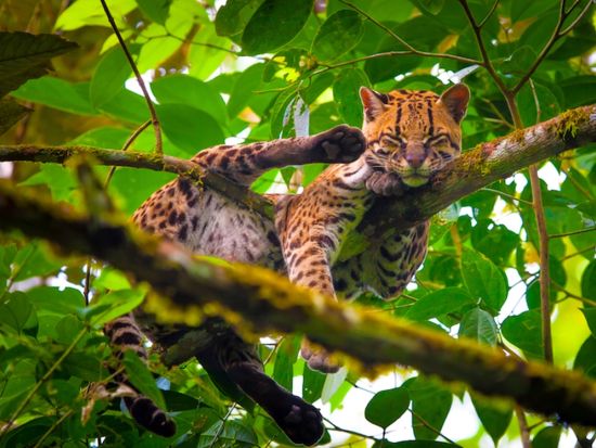 アマゾンツアー5泊6日！野生動物に出会えるジャングルと先住民族のコミュニティーへご案内＜貸切／英語ガイド／ホテル込み／食事付／キト発＞