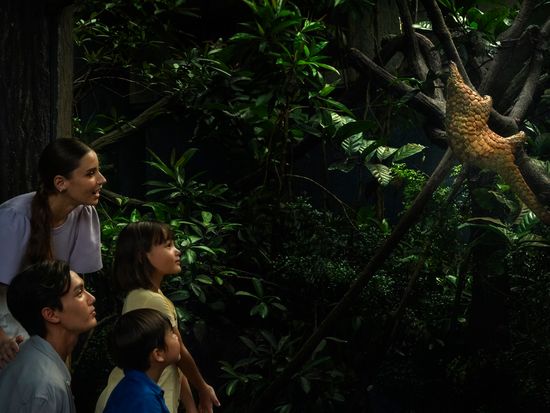 Fishing Cat Trail - Sunda Pangolin