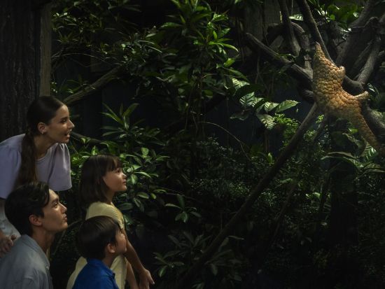 ナイトサファリ　入場チケット事前予約 ＜マルチランゲージ（日本語音声）トラム または 英語音声トラム＞