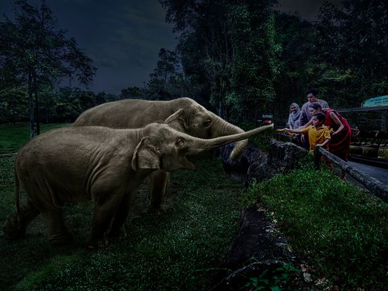 Safari Adventure Tour - Elephant Token Feeding