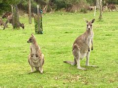 Wild kangaroos