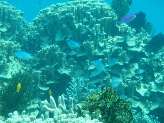 水中観光船「マリンビューワーせと」  半潜水船でサンゴ礁や熱帯魚を間近に観察！ ＜せとうち海の駅集合／瀬戸内町＞ by カケロマリゾート