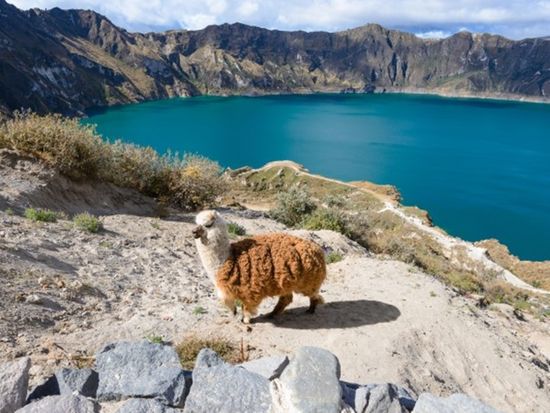 Quilotoa Laguna 4 (Lama) (Custom)