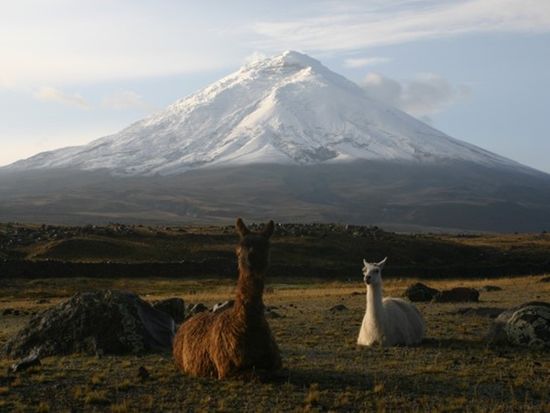 Canon EOS DIGITAL REBEL13885 (Custom)