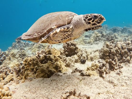 野生のイルカウォッチング＆ダブルシュノーケリングクルーズ byイルカ大学＜ランチ付き／英語ガイド（日本語スタッフ乗船日あり）＞