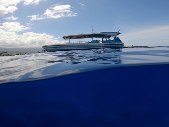 野生のイルカウォッチング＆ダブルシュノーケリングクルーズ byイルカ大学＜ランチ付き／英語ガイド（日本語スタッフ乗船日あり）＞