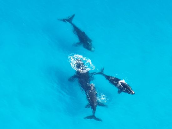 Southern Right Whales