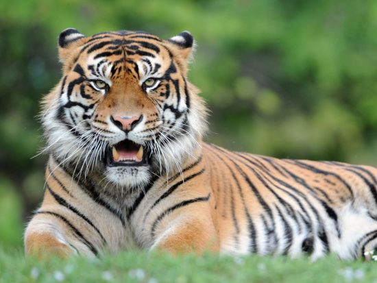 マイアミ動物園　入場チケット＆往復送迎サービス ＜英語ドライバー＞