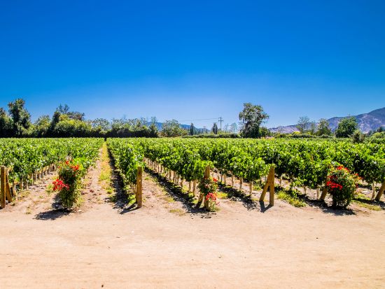 チリが愛するワイン！ウンドラーガ・ワイナリーツアー＜1日／ワイン試飲／英語ガイド／サンティアゴ発＞