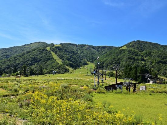 【毎日催行】白馬五竜高山植物園 観光日帰りツアー 約200万株の高山植物と雄大な絶景を堪能！ ＜6～10月／長野県／安曇野市内発着／大町市内発着＞