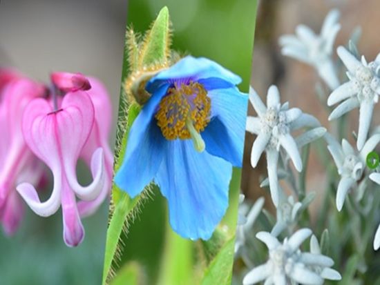 【毎日催行】白馬五竜高山植物園 観光日帰りツアー 約200万株の高山植物と雄大な絶景を堪能！ ＜6～10月／長野県／安曇野市内発着／大町市内発着＞