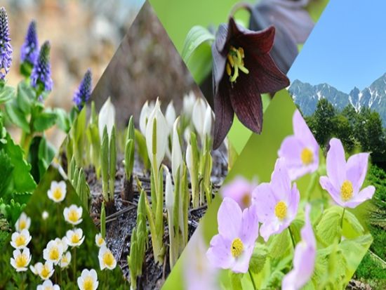 【毎日催行】白馬五竜高山植物園 観光日帰りツアー 約200万株の高山植物と雄大な絶景を堪能！ ＜6～10月／長野県／安曇野市内発着／大町市内発着＞