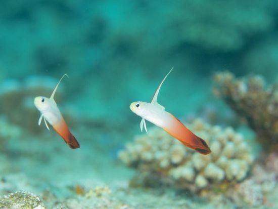 青の洞窟or万座毛でファンダイビング 午前または午後で2ダイブ♪ダイナミックなドロップオフを満喫＜半日／那覇市内送迎無料／写真無料／恩納村＞