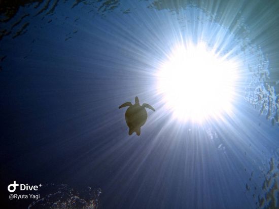 青の洞窟体験ダイビング 青い光の中で水中観察をしながらダイビングを満喫＜半日／那覇市内送迎無料／写真無料／恩納村＞