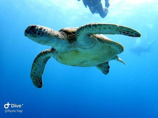 青の洞窟ボートシュノーケル 人気スポットで神秘的な青い光を浴びながらシュノーケリング！お子様の参加もOK＜那覇市内送迎無料／2歳～／写真無料／恩納村＞ 