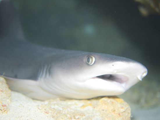 青の洞窟ボートシュノーケル 人気スポットで神秘的な青い光を浴びながらシュノーケリング！お子様の参加もOK＜那覇市内送迎無料／2歳～／写真無料／恩納村＞ 