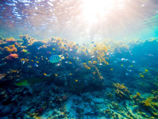 Reef-underwater-DSC-4861