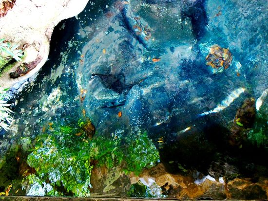 pixta_101847324_木の根元から湧いている湧き水